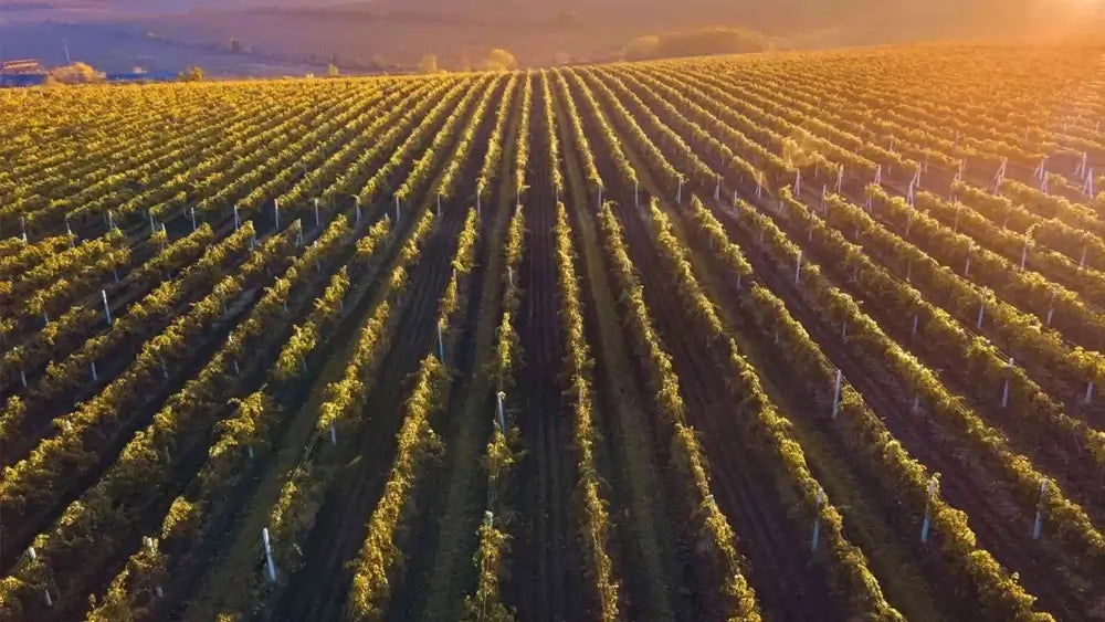 Bodegas Mauro